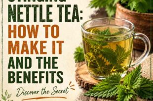 Stinging Nettle Tea: How to Make It and The Benefits