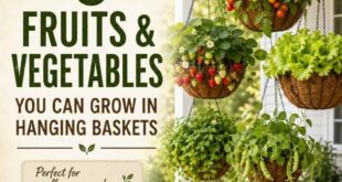 8 Fruits & Vegetables You Can Grow in Hanging Baskets 🍓🌱