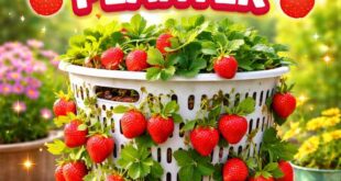 Laundry Basket Turned Strawberry Planter