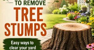 4 Ways To Remove Tree Stumps