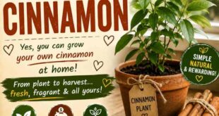 How To Grow Your Own Cinnamon 