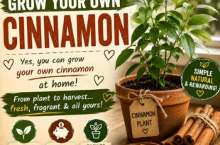 How To Grow Your Own Cinnamon 