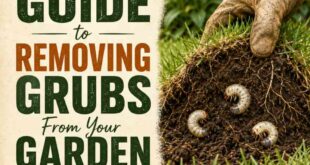 A Comprehensive Guide to Removing Grubs From Your Garden