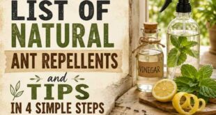 A Comprehensive List of Natural Ant Repellents and Tips in 4 Simple Steps