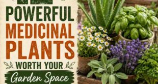 12+ Powerful Medicinal Plants Worth Your Garden Space