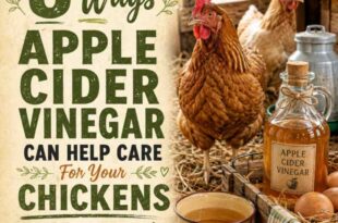 8 Ways Apple Cider Vinegar Can Help Care For Your Chickens