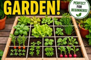 Steps to Planting Your Square Foot Garden