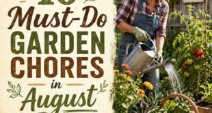 10 Must-Do Garden Chores in August
