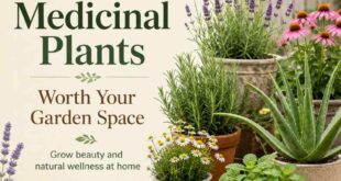 27 Medicinal Plants Worth Your Garden Space