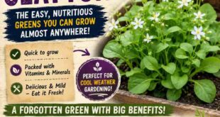 Growing edible ground covers, such as claytonia