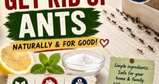 How to get rid of ants