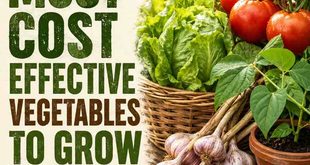 The 10 Most Cost Effective Vegetables To Grow