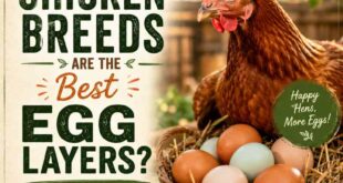 Which Chicken Breeds Are The Best Egg Layers?  