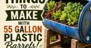 11 Creative Things To Make With 55 Gallon Plastic Barrels