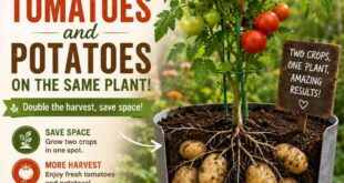 How To Grow Tomatoes And Potatoes On The Same Plant 
