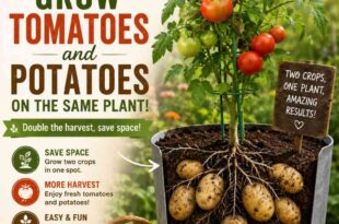 How To Grow Tomatoes And Potatoes On The Same Plant 