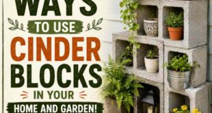 20 Creative Ways to Use Cinder Blocks in Your Home and Garden