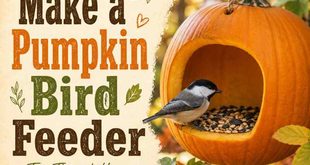 How to Make a Pumpkin Bird Feeder