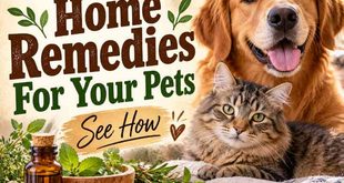 11 Natural Home Remedies For Your Pets