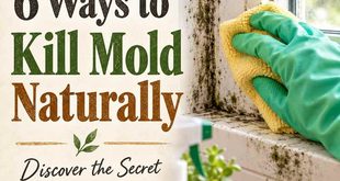 6 Ways to Kill Mold Naturally