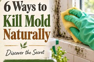 6 Ways to Kill Mold Naturally