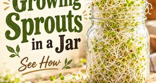 A Guide to Growing Sprouts in a Jar