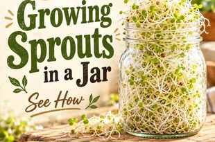 A Guide to Growing Sprouts in a Jar
