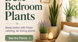 The Best Plants To Have In Your Bedroom To Help You Sleep Better