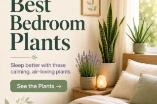 The Best Plants To Have In Your Bedroom To Help You Sleep Better