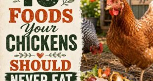 10 Foods Your Chickens Should Never Eat