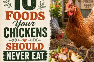 10 Foods Your Chickens Should Never Eat