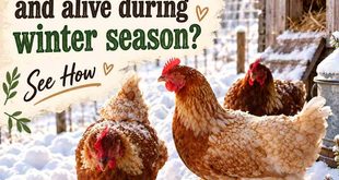 How you can keep your Chickens cozy and alive during winter season?