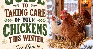 A Simple Guide to Taking Care of Your Chickens This Winter