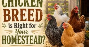 Which Chicken Breed is Right for Your Homestead?