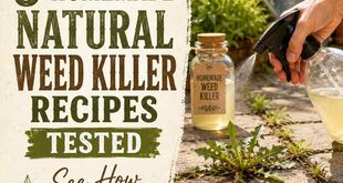 3 Homemade Natural Weed Killer Recipes Tested