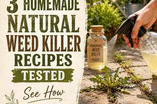 3 Homemade Natural Weed Killer Recipes Tested