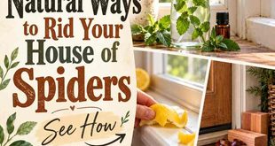 13 Natural Ways to Rid Your House of Spiders