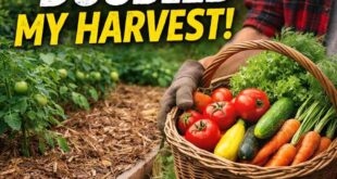 The £10 Garden Hack That Doubled My Harvest