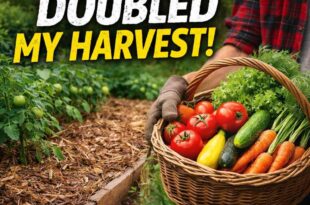 The £10 Garden Hack That Doubled My Harvest