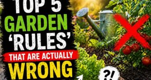 Top 5 Garden ‘Rules’ That Are Actually WRONG