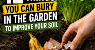 12 Things You Can Bury In The Garden To Improve Your Soil 🌱