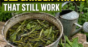 12 Old-Fashioned Garden Tricks That Still Work Better Than Modern Hacks