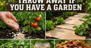 7 Things You Should Never Throw Away If You Have A Garden 🌱