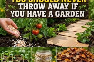 7 Things You Should Never Throw Away If You Have A Garden 🌱