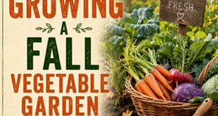 Guide To Growing a Fall Vegetable Garden