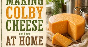 Making Colby Cheese at Home