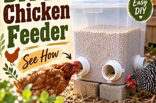 DIY Bulk Chicken Feeder